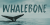 Whalebone Font